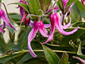 Clematis integrifolia Hamajima IMG_4459 Powojnik